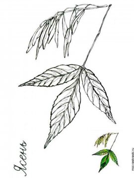 Раскраска Листья Деревьев 4 - Бесплатно распечатать