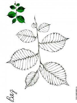 Раскраска Листья Деревьев 8 - Бесплатно распечатать
