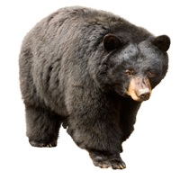 Раскраски Черный медведь