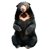 Раскраски Малайский медведь