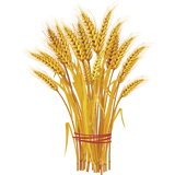 Раскраски Пшеница