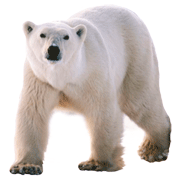 Раскраски Белый Медведь