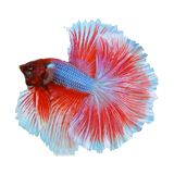 Раскраска Бойцовская рыба (Петушок)