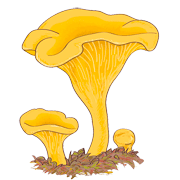 Раскраски грибы Лисички