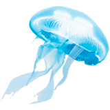 Раскраски Медуза
