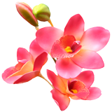 Раскраски Орхидея