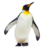 Раскраски Пингвин