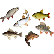 Раскраски Речные рыбы