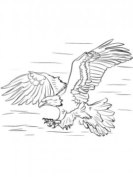 Раскраска Белоголовый Орлан 10 - Бесплатно распечатать