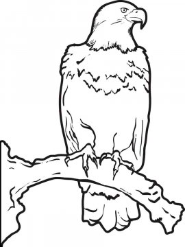 Раскраска Белоголовый Орлан 14 - Бесплатно распечатать