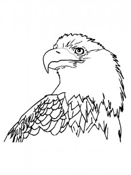 Раскраска Белоголовый Орлан 18 - Бесплатно распечатать