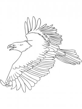 Раскраска Белоголовый Орлан 28 - Бесплатно распечатать