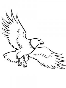 Раскраска Белоголовый Орлан 30 - Бесплатно распечатать