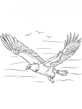 Раскраска Белоголовый Орлан 9 - Бесплатно распечатать