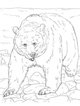Раскраска Бурый Медведь 14 - Бесплатно распечатать