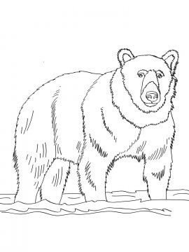 Раскраска Бурый Медведь 2 - Бесплатно распечатать