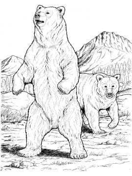Раскраска Черный Медведь 14 - Бесплатно распечатать