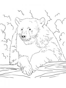 Раскраска Черный Медведь 8 - Бесплатно распечатать