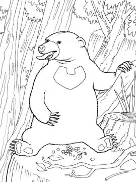 Раскраска Малайский Медведь 4 - Бесплатно распечатать