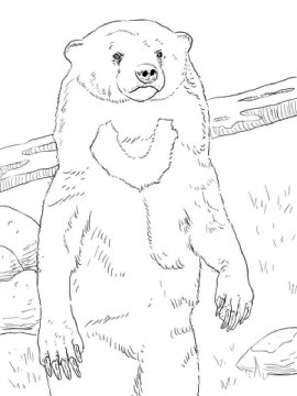 Раскраска Малайский Медведь 7 - Бесплатно распечатать