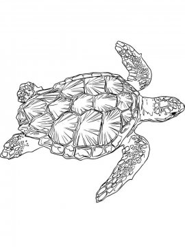 Раскраска Морская Черепаха 14 - Бесплатно распечатать