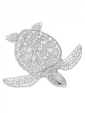 Раскраска Морская Черепаха 21 - Бесплатно распечатать