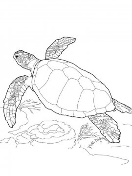 Раскраска Морская Черепаха 9 - Бесплатно распечатать