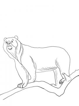 Раскраска Очковый медведь 8 - Бесплатно распечатать