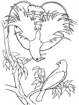 Раскраска Райская птица 10 - Бесплатно распечатать