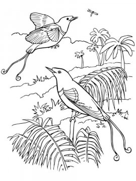 Раскраска Райская птица 20 - Бесплатно распечатать