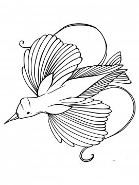 Раскраска Райская птица 4 - Бесплатно распечатать