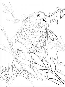 Раскраска Волнистый попугай 1 - Бесплатно распечатать