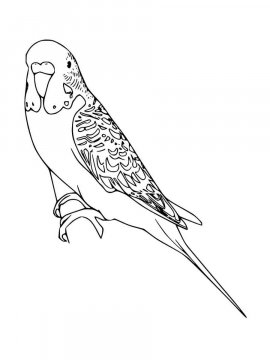 Раскраска Волнистый попугай 11 - Бесплатно распечатать