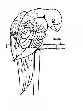Раскраска Волнистый попугай 12 - Бесплатно распечатать