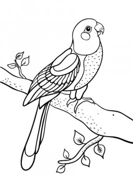 Раскраска Волнистый попугай 13 - Бесплатно распечатать