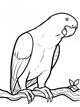 Раскраска Волнистый попугай 14 - Бесплатно распечатать