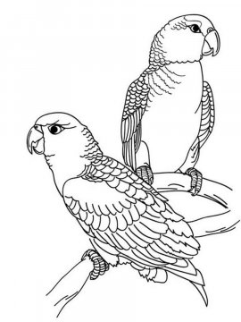 Раскраска Волнистый попугай 17 - Бесплатно распечатать