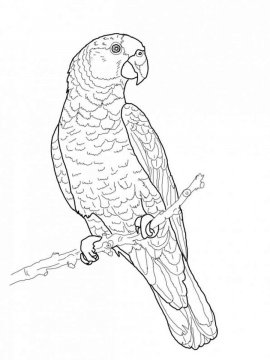 Раскраска Волнистый попугай 19 - Бесплатно распечатать