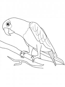 Раскраска Волнистый попугай 23 - Бесплатно распечатать