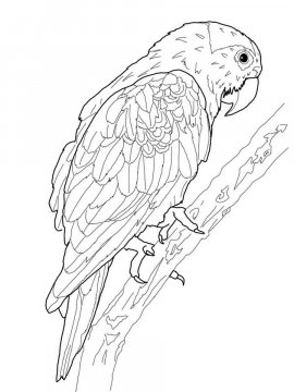 Раскраска Волнистый попугай 5 - Бесплатно распечатать