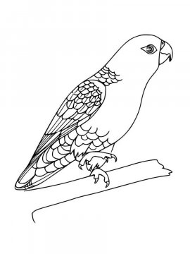 Раскраска Волнистый попугай 9 - Бесплатно распечатать