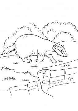 Раскраска Барсук прогуливается