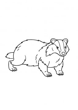 Раскраска Обыкновенный барсук