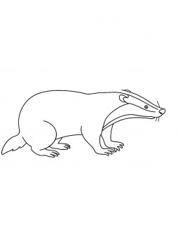 Раскраска Барсук стоит на лапах