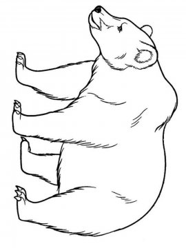 Раскраска Белый Медведь 13 - Бесплатно распечатать