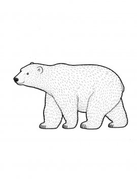 Раскраска Белый Медведь 23 - Бесплатно распечатать