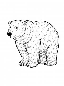 Раскраска Белый Медведь 26 - Бесплатно распечатать