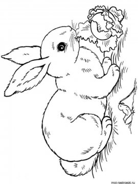 Раскраска Кролик 9 - Бесплатно распечатать