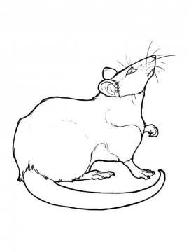 Раскраска Крыса 10 - Бесплатно распечатать