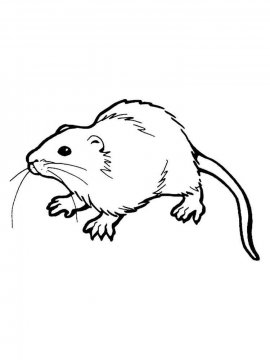Раскраска Крыса 7 - Бесплатно распечатать